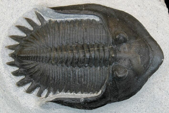 Mrakibina Trilobite - Mrakib, Morocco #175053